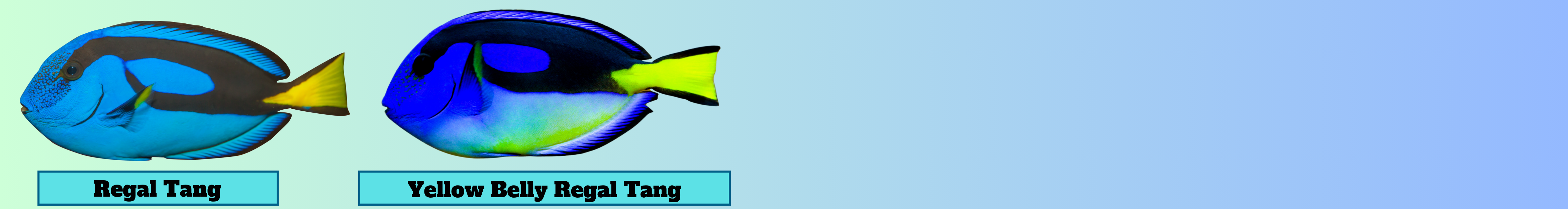 Image of a Paracanthurus Tang